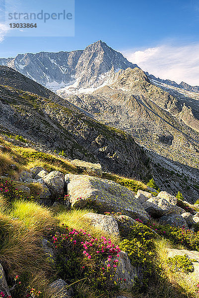 Der Berg Adamello in der Sommersaison  Parco Adamello  Vallecamonica (Val Camonica)  Provinz Brescia  Lombardei  Italien