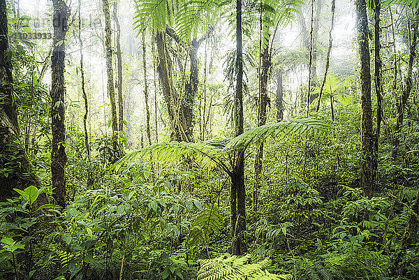 Monteverde Nebelwald-Reservat  Puntarenas  Costa Rica