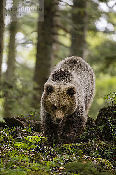 Ein europäischer Braunbär (Ursus arctos) geht auf die Kamera zu  Slowenien