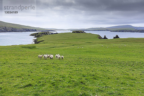 St. Ninian's Isle  Schafe und spektakuläre Klippenlandschaft  South West Mainland  Shetlandinseln  Schottland  Vereinigtes Königreich