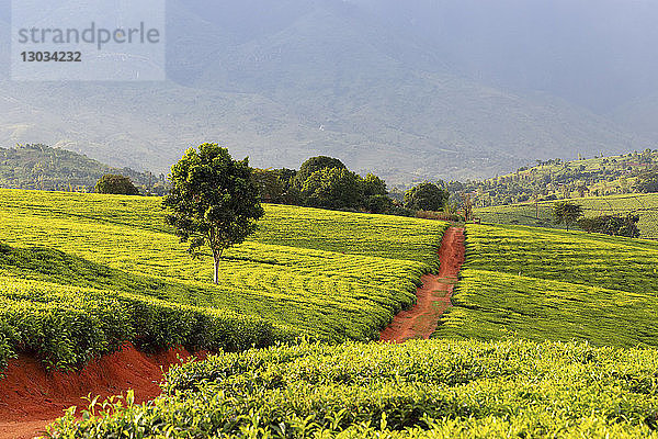 Teeanbau im Süden von Malawi  Ostafrika