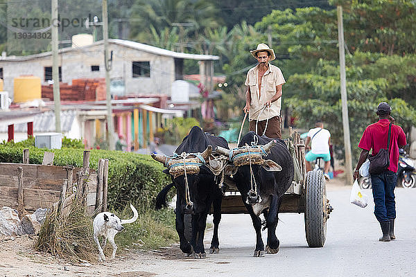 Bauer auf einem von Ochsen gezogenen Wagen  Vinales  UNESCO-Welterbe  Kuba  Westindien  Karibik