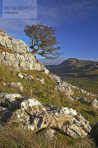 Ein einsamer Baum auf Twistleton Scar mit Ingleborough in der Ferne  Yorkshire Dales National Park  North Yorkshire  England  Vereinigtes Königreich