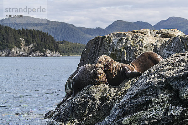 Ausgewachsener Stellerscher Seelöwenbulle (Eumetopias jubatus)  Scheingefecht  Inian-Inseln  Alaska  Vereinigte Staaten von Amerika