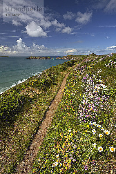 Frühlingsblumen entlang des Pembrokeshire-Küstenwegs oberhalb von Marloes  Pembrokeshire  Wales  Vereinigtes Königreich