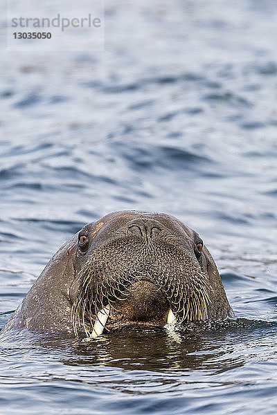Männliches Atlantisches Walross (Odobenus rosmarus rosmarus)  Kopfdetail in Russebuhkta  Edgeoya  Spitzbergen  Arktis  Norwegen