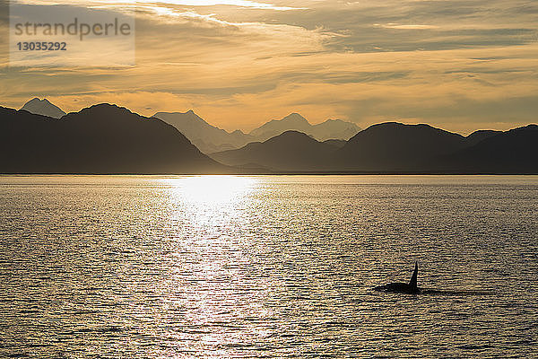 Ausgewachsener Schwertwal (Orcinus orca) taucht bei Sonnenuntergang in der Nähe von Point Adolphus auf  Icy Strait  Südost-Alaska  Vereinigte Staaten von Amerika