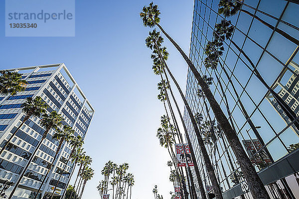 Blick auf Palmen und moderne Architektur am Hollywood Boulevard  Los Angeles  Kalifornien  Vereinigte Staaten von Amerika
