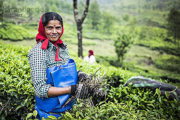 Teepflückerinnen auf einer Teeplantage in der Nähe von Munnar in den Western Ghats Mountains  Kerala  Indien