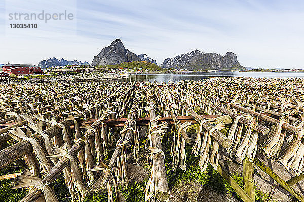 Gespaltener Kabeljau trocknet in der Sonne auf Holzgestellen in der Stadt Reine  Lofoten  Arktis  Norwegen  Skandinavien