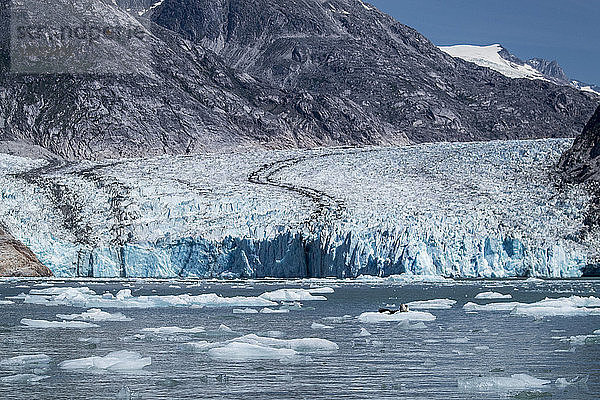 Seehunde (Phoca vitulina) auf dem Eis vor dem Dawes-Gletscher  Endicott Arm  Südost-Alaska  Vereinigte Staaten von Amerika