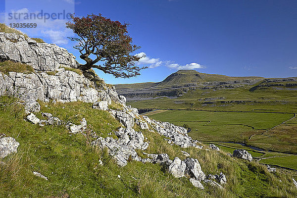 Ein einsamer Baum auf Twistleton Scar mit Ingleborough in der Ferne  Yorkshire Dales National Park  North Yorkshire  England  Vereinigtes Königreich