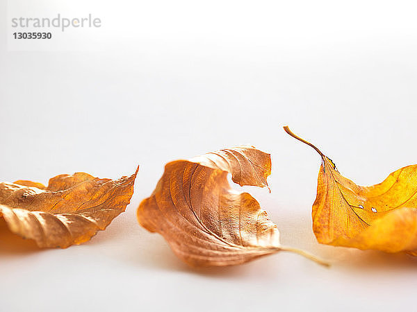 Herbstliche Birkenblätter