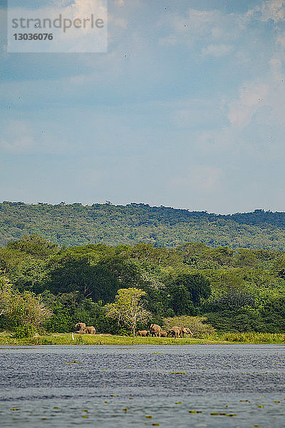 Nil  Murchison Falls National Park  Uganda