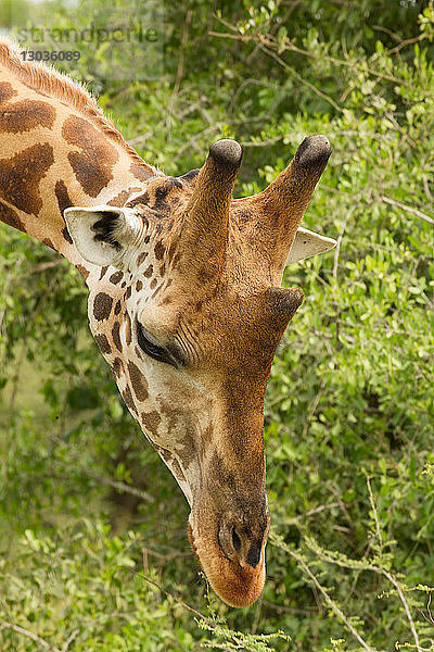 Rothschildgiraffe (Giraffa camelopardalis rothschildi)  Murchison Falls National Park  Uganda