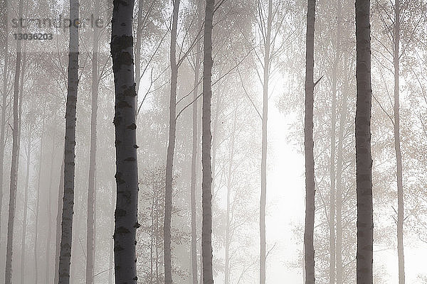 Waldbaumstämme im Nebel  Lohja  Südfinnland  Finnland