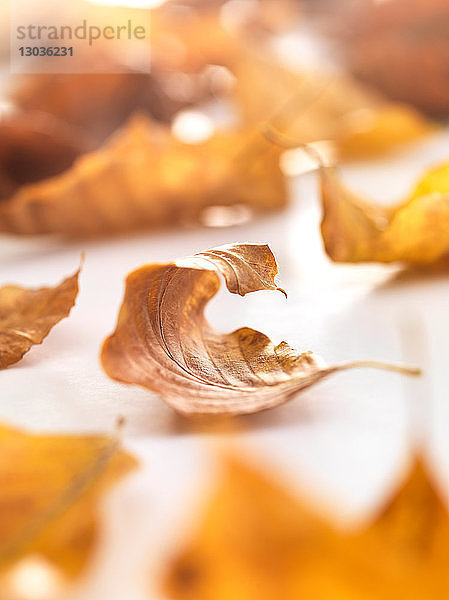 Herbstliche Birkenblätter