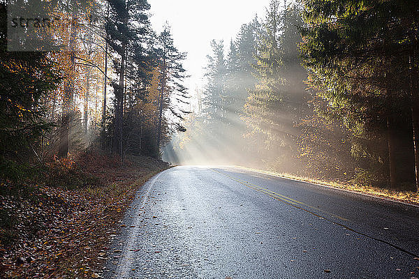 Landschaft mit ländlichem Waldweg in den Strahlen der nebligen Herbstsonne  Lohja  Südfinnland  Finnland