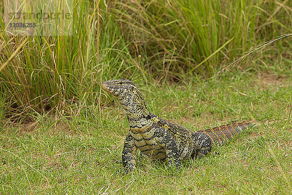 Nilwaran-Eidechse (Varanus niloticus)  Eidechse  Murchison Falls National Park  Uganda