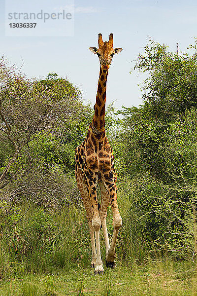 Rothschildgiraffe (Giraffa camelopardalis rothschildi)  Murchison Falls National Park  Uganda