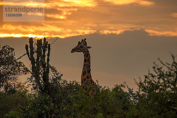 Rothschildgiraffe (Giraffa camelopardalis rothschildi)  Murchison Falls National Park  Uganda