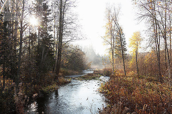 Landschaft mit Waldfluss und Nebel in der Herbstsonne  Lohja  Südfinnland  Finnland