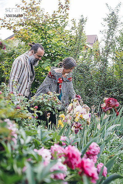 Ehepaar beim Blumenpflücken im Garten