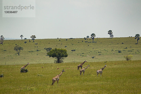 Rothschildgiraffe (Giraffa camelopardalis rothschildi)  Murchison Falls National Park  Uganda