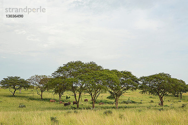 Elefanten in Graslandschaft  Uganda