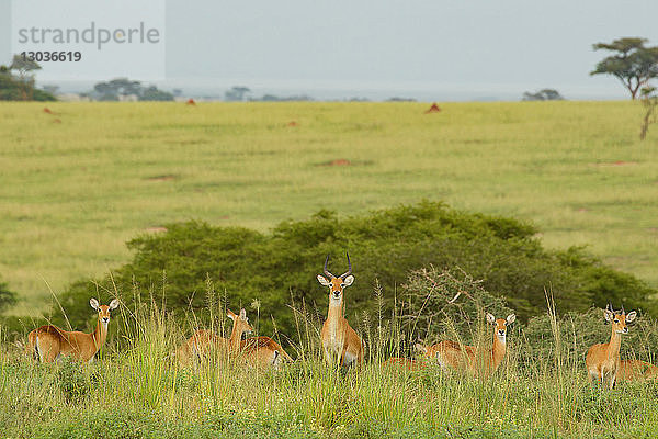 Kob-Antilope (Kobus kob)  Murchison Falls National Park  Uganda