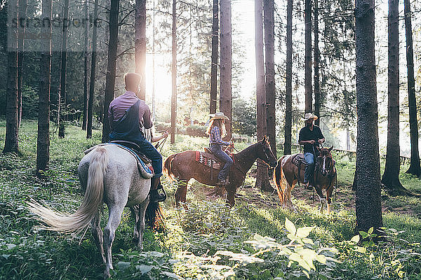 Reiten für junge Erwachsene im sonnenbeschienenen Wald  Primaluna  Trentino-Südtirol  Italien