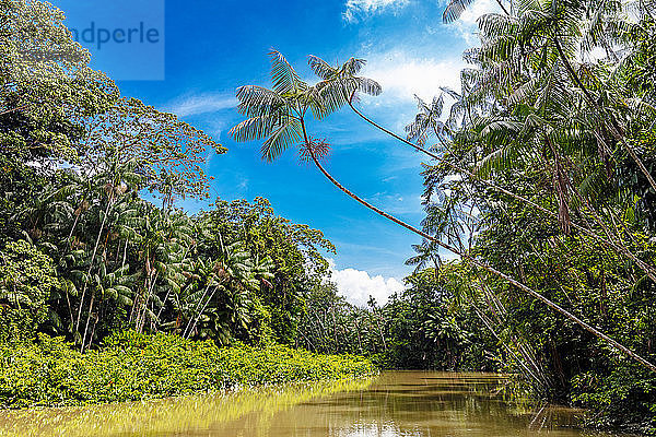 Euterpe oleracea (açai)  Igarapé  Amazonas  Belem do Pará  Para  Brasilien