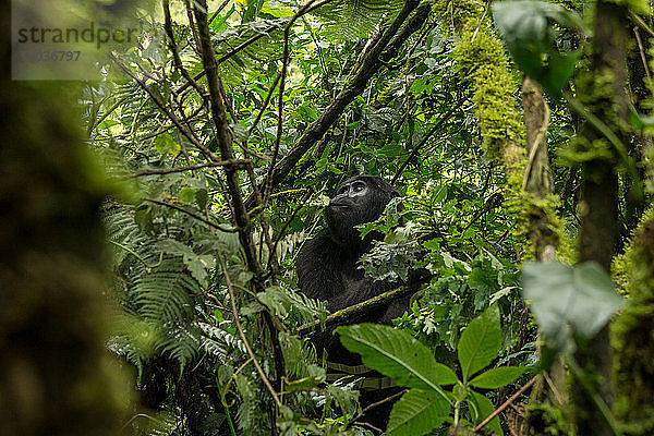 Berggorilla (Gorilla beringei beringei)  Bwindi Undurchdringlicher Wald  Bwindi-Gebirge  Uganda