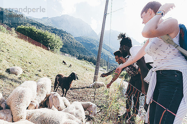 Junge erwachsene Wanderfreunde betrachten Schafe auf dem Feld  Primaluna  Trentino-Südtirol  Italien