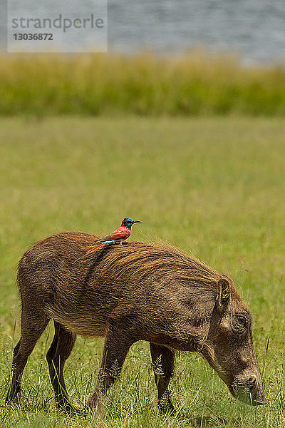 Warzenschwein mit nördlichem Carmine Bienenfresser auf dem Rücken  Murchison Falls National Park  Uganda