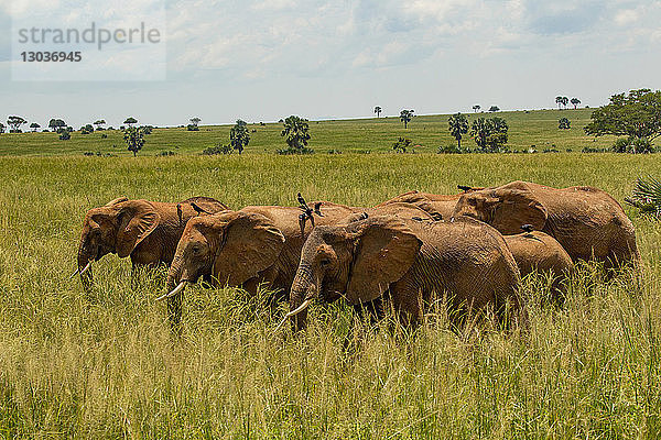 Elefanten (Loxodonta africana) im Langgras  Murchison Falls National Park  Uganda