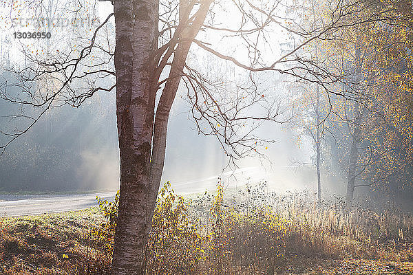 Landschaft mit Landstraße und Wald in Strahlen nebliger Herbstsonne  Lohja  Südfinnland  Finnland