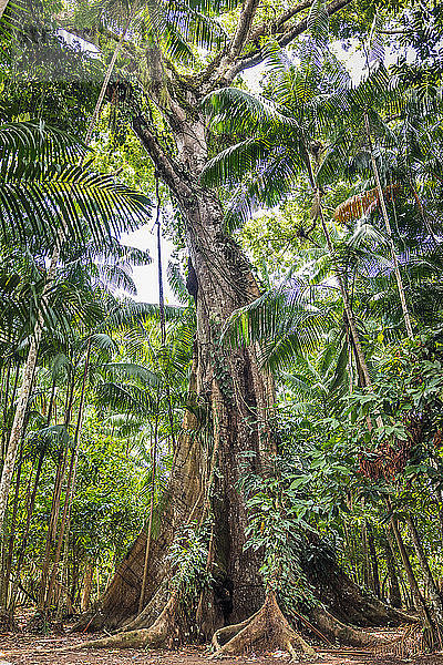 Ceiba pentandra (sumaúma)  Ilha do Combu  Amazonas  Belem do Pará  Para  Brasilien