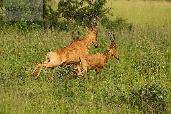 Jackson's Hartebees (Alcelaphus buselaphus)  Antilope  Murchison Falls National Park  Uganda