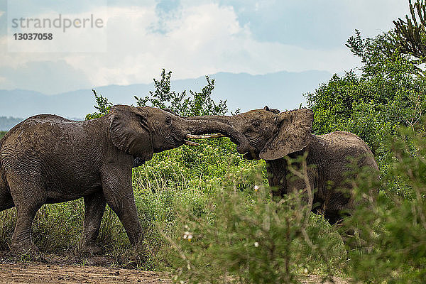 Elefanten (Loxodonta africana) im Konflikt  Murchison Falls National Park  Uganda