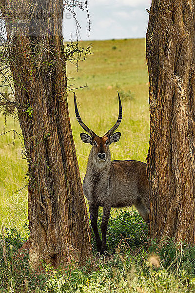 Wasserbock (Kobus ellipsiprymnus) Murchison Falls National Park  Uganda