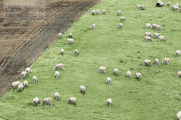 Luftaufnahme einer großen Gruppe von Schafen  die auf einer grünen Wiese grasen