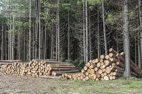 Für den Holzeinschlag gefällte Kiefern in der Nähe von Sao Jose dos Ausentes in den Bergen des Bundesstaates Rio Grande do Sul  Südbrasilien