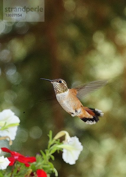 Naturfoto eines einzelnen Kolibris  der in der Nähe einer Blume schwebt