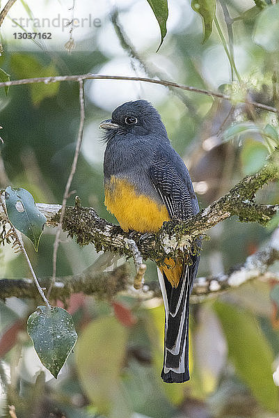 Nahaufnahme eines einzelnen Vogels  der auf einem Ast im Regenwald sitzt  Ökologisches Reservat Serrinha  Rio de Janeiro  Brasilien