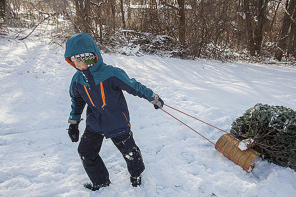 Junge  der einen frisch geschlagenen Weihnachtsbaum auf einem Schlitten durch den Schnee zieht â€ Marblehead  Massachusetts  USA