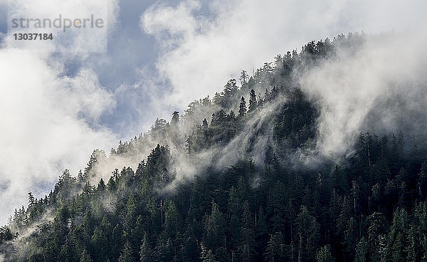 Landschaft mit Blick auf einen Wald im Nebel  Vancouver Island â€ Tofino  British Columbia  Kanada