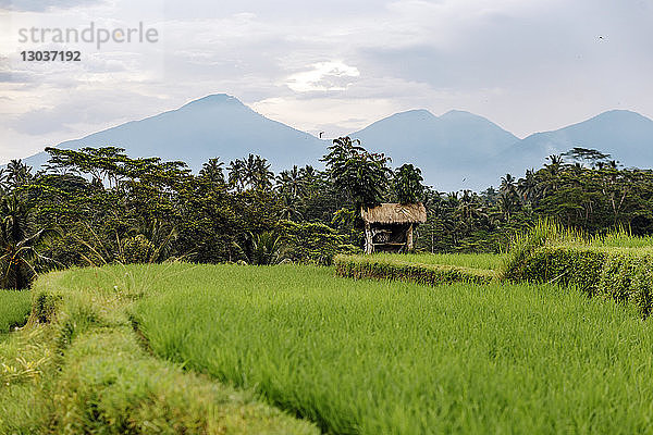 Tropische ländliche Landschaft mit Reisfeldern  Ubud  Bali  Indonesien