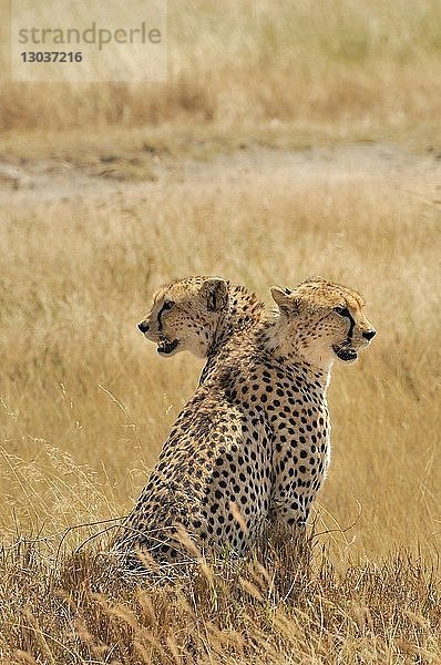 SchÃ¶nes Naturfoto von zwei Geparden (Acinonyx jubatus)  die in der Savanne sitzen