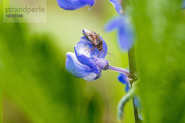 Nahaufnahme eines Insekts auf einer blauen Lupinenblüte  Yellowstone National Park  Wyoming  USA